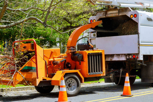 Trusted Lomita, CA Tree Services Experts