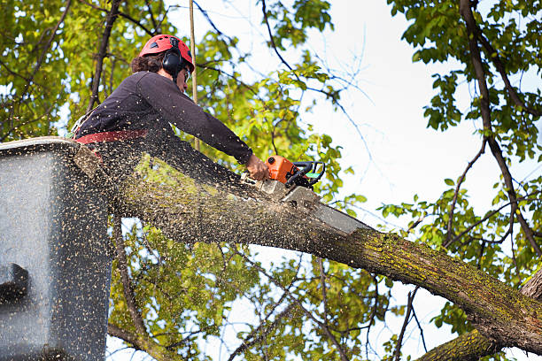 Lawn Pest Prevention in Lomita, CA